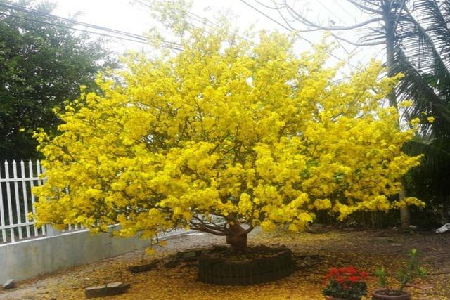 cây mai vàng