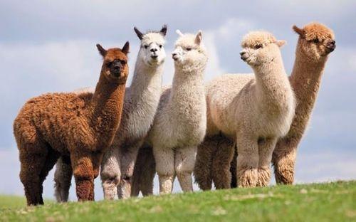Chiêm ngưỡng loài lạc đà Alpaca siêu đáng yêu  