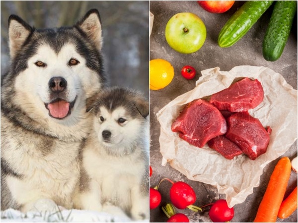 Một số nhóm thức ăn cho chó Alaska để luôn thông minh và khỏe mạnh